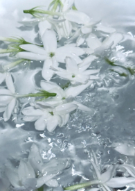 初茉（校园文，1V1）